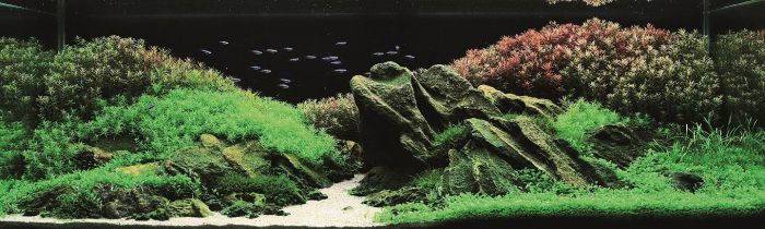 fish aquarium