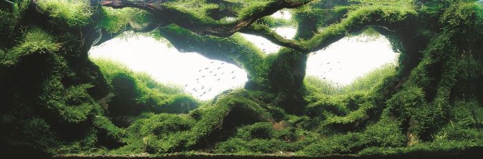 fish aquarium
