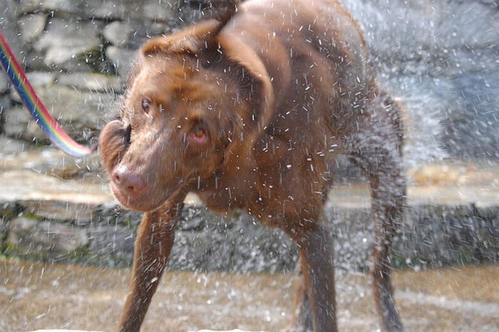 dog shaking with his head