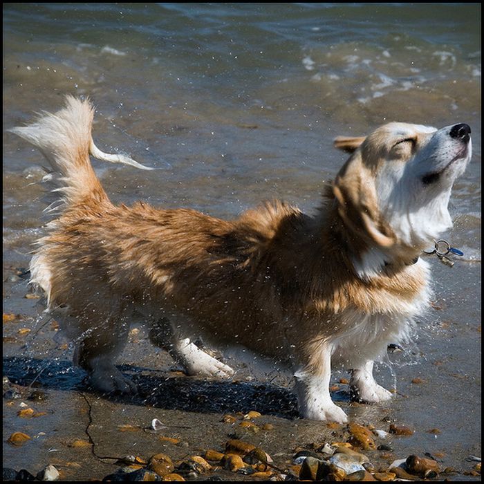 dog shaking with his head