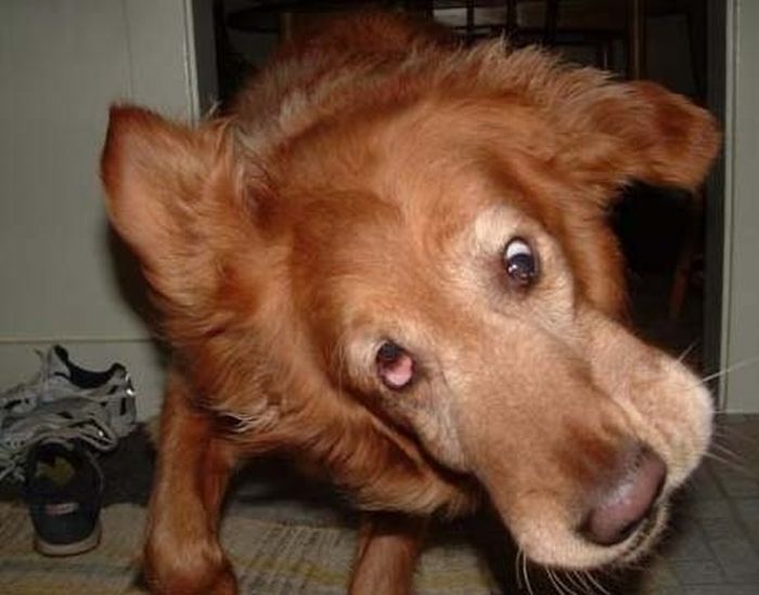 dog shaking with his head