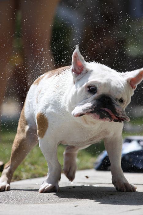 dog shaking with his head