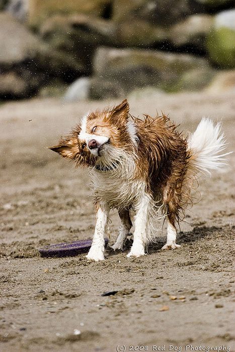 dog shaking with his head