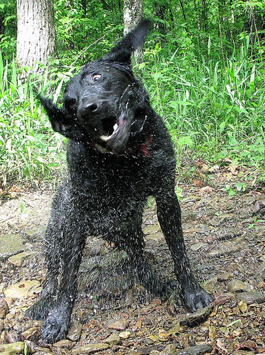 dog shaking with his head