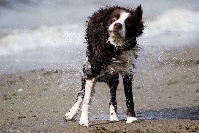 dog shaking with his head