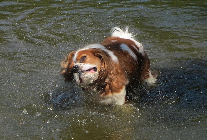 dog shaking with his head