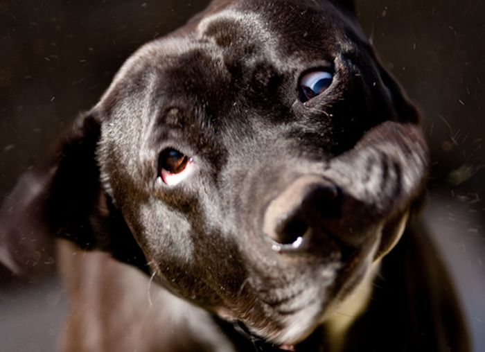 dog shaking with his head