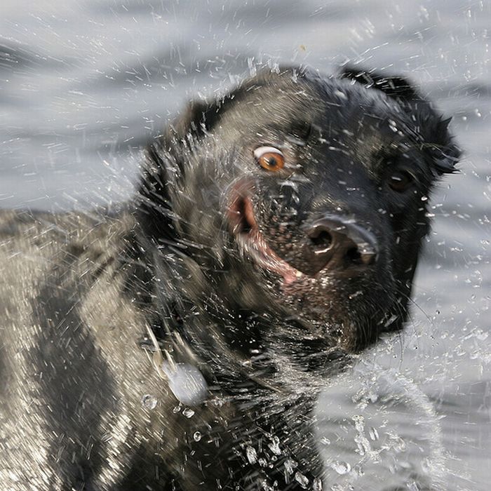 dog shaking with his head