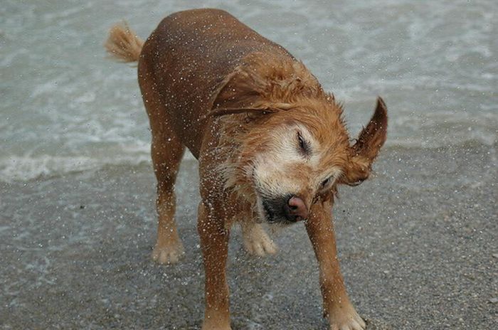 dog shaking with his head