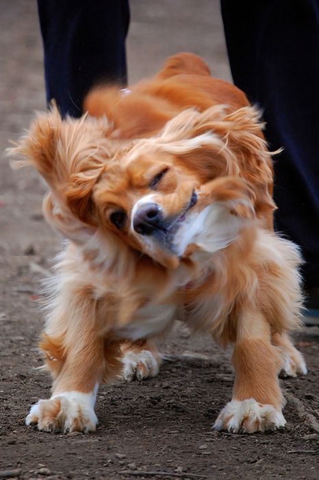 dog shaking with his head