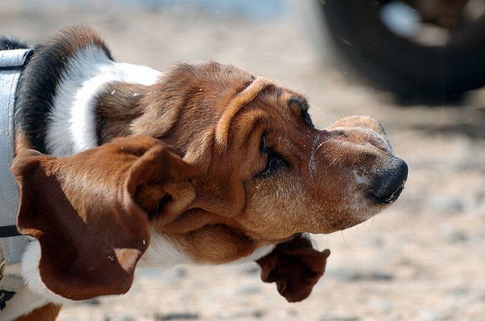 dog shaking with his head