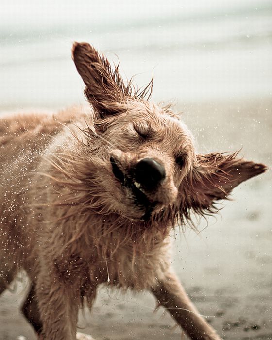 dog shaking with his head