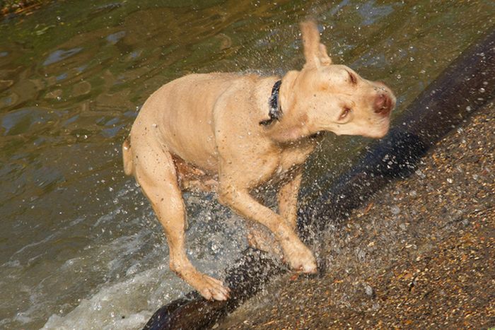 dog shaking with his head