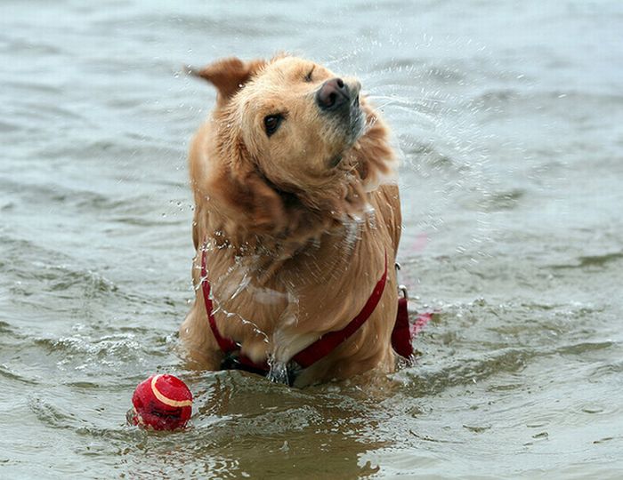 dog shaking with his head