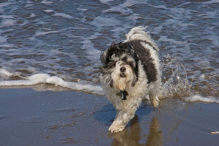 dog shaking with his head