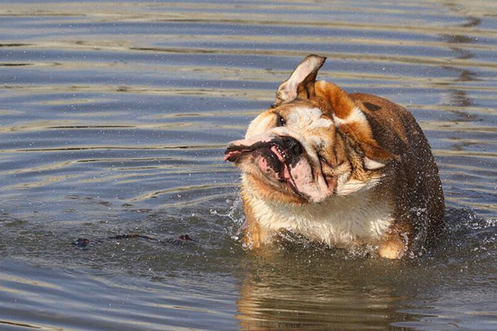 dog shaking with his head