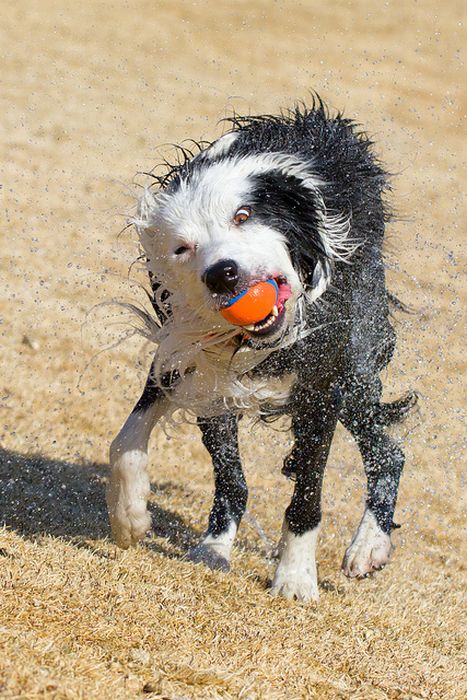 dog shaking with his head