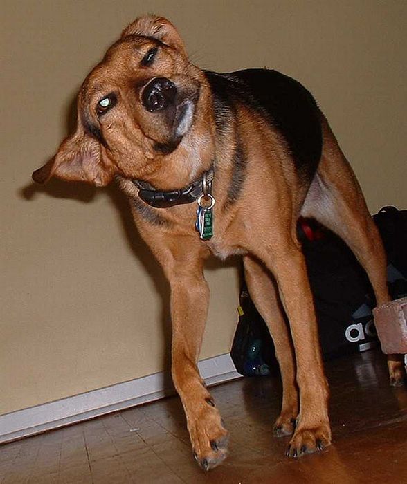 dog shaking with his head