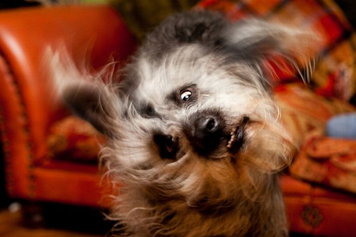 dog shaking with his head