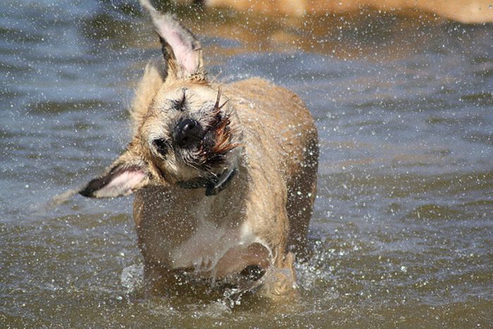 dog shaking with his head