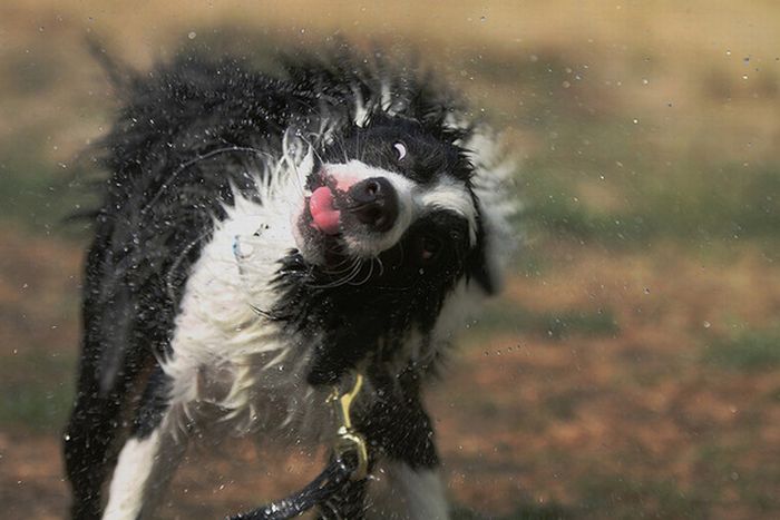 dog shaking with his head