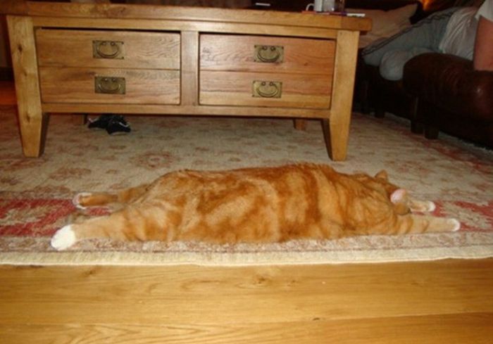 planking cat