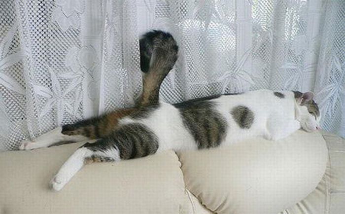 planking cat