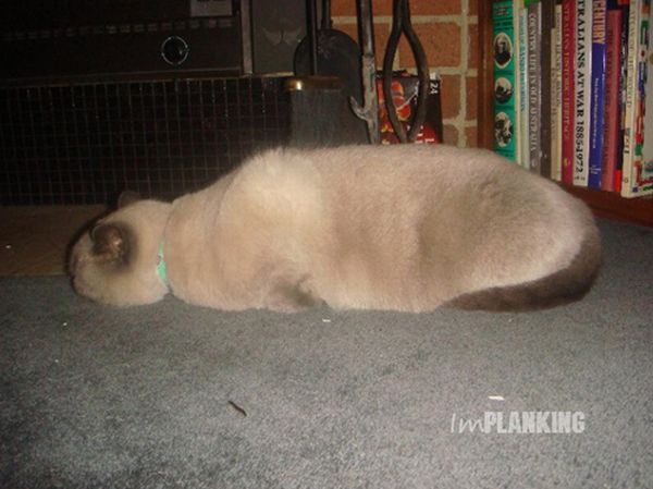 planking cat