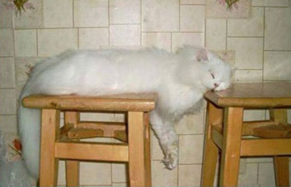 planking cat