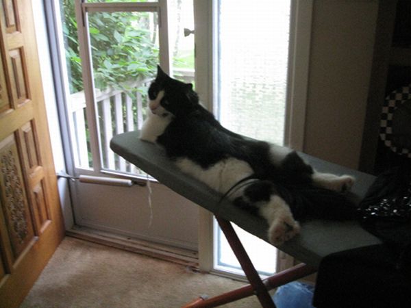 planking cat