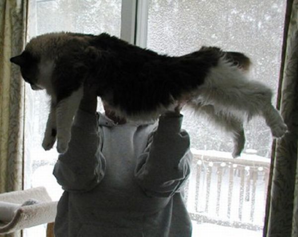 planking cat