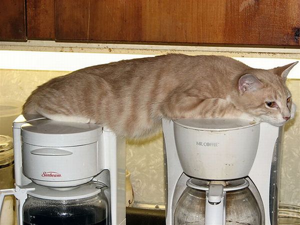 planking cat