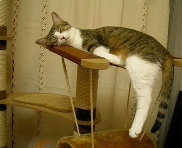 planking cat