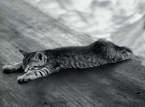 planking cat