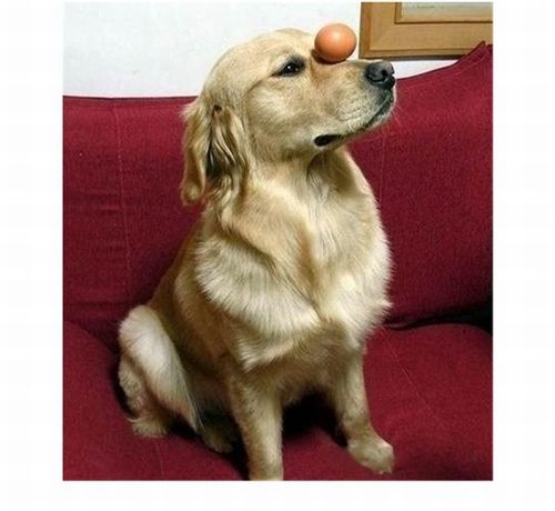 dog with eggs