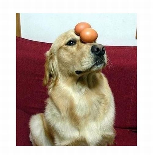 dog with eggs