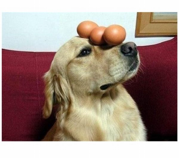 dog with eggs