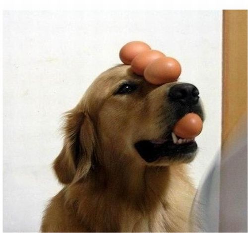 dog with eggs