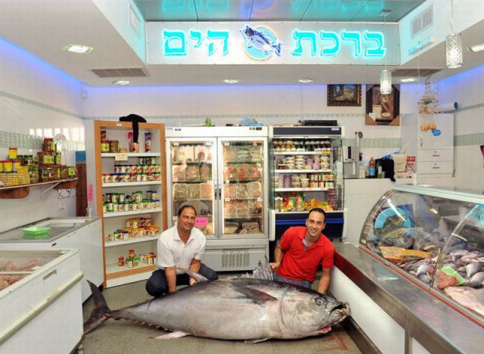 Tuna fish caught by Eli Saban, Ashdod, Israel