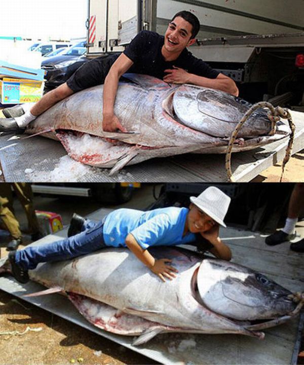 Tuna fish caught by Eli Saban, Ashdod, Israel