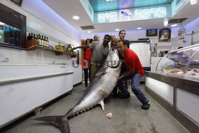 Tuna fish caught by Eli Saban, Ashdod, Israel