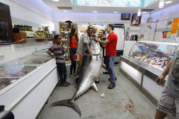 Tuna fish caught by Eli Saban, Ashdod, Israel