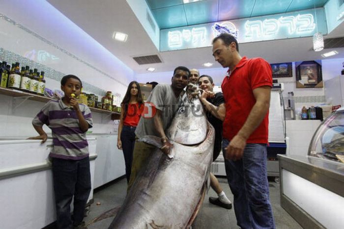 Tuna fish caught by Eli Saban, Ashdod, Israel