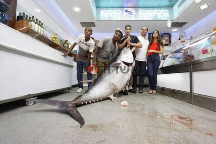 Tuna fish caught by Eli Saban, Ashdod, Israel