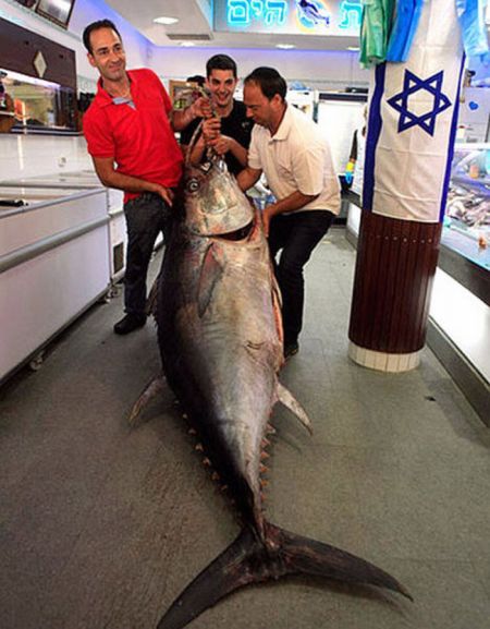 Tuna fish caught by Eli Saban, Ashdod, Israel