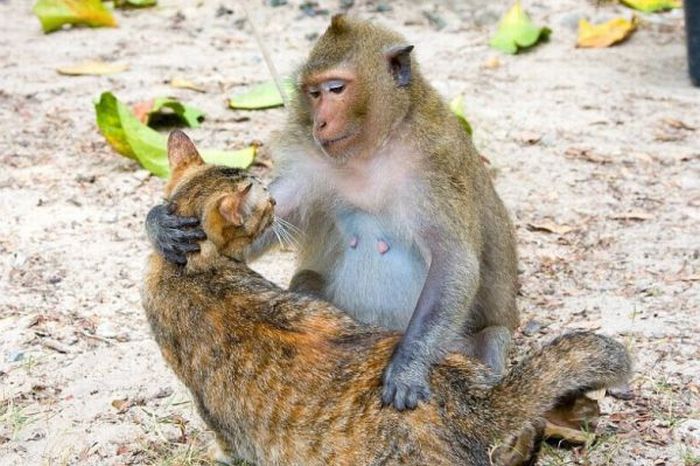 monkey loves the cat