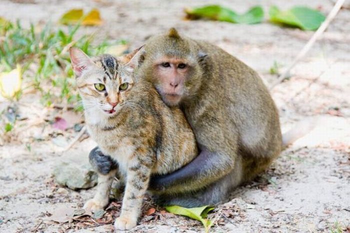 monkey loves the cat