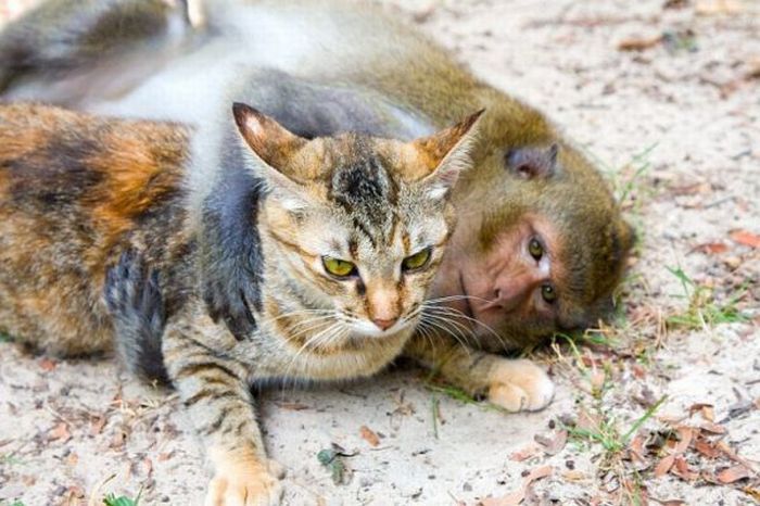 monkey loves the cat