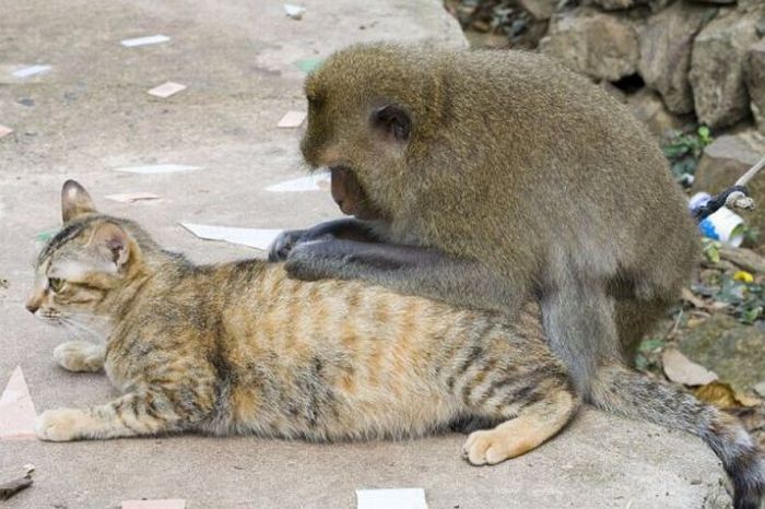 monkey loves the cat