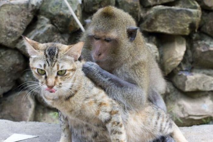 monkey loves the cat